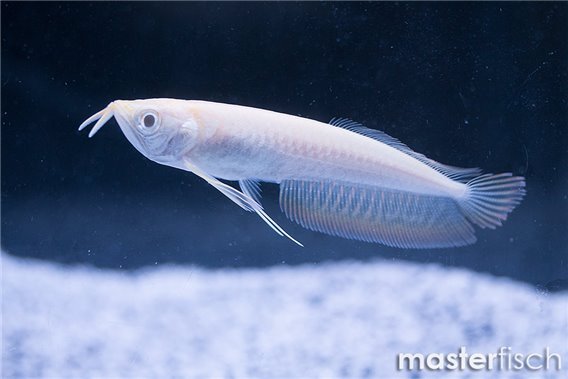 Albino Silver Arowana