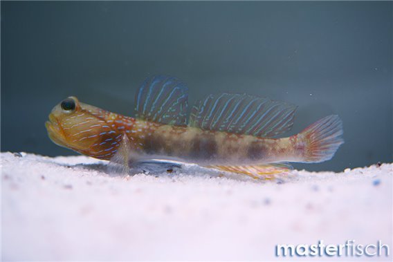 Goby spp.
