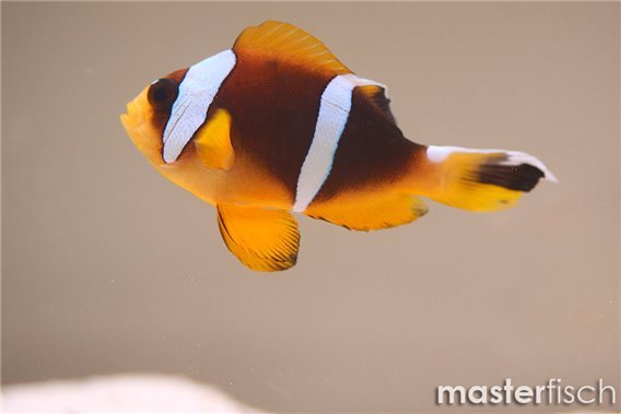 Twoband Anemonefish (bred)