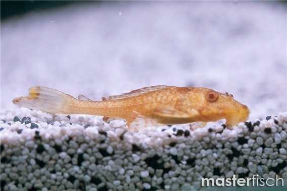 Amazon sailfin catfish gold