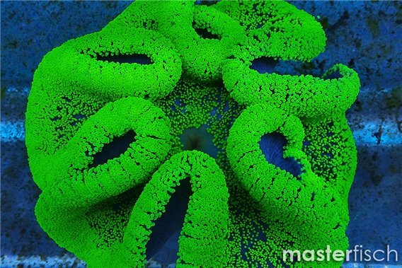 Neon green sand carpet anemone
