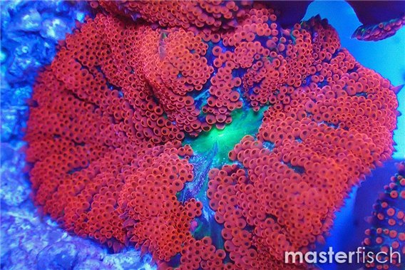 Ruby red sand carpet anemone