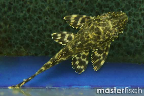 L001 Gold spot pleco (bred)