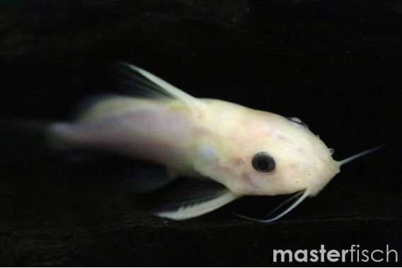Synodontis nigrita “Yellow“