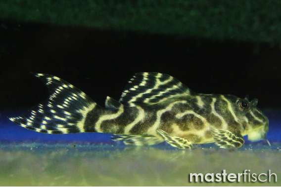L401 Hypancistrus gold line (bred)