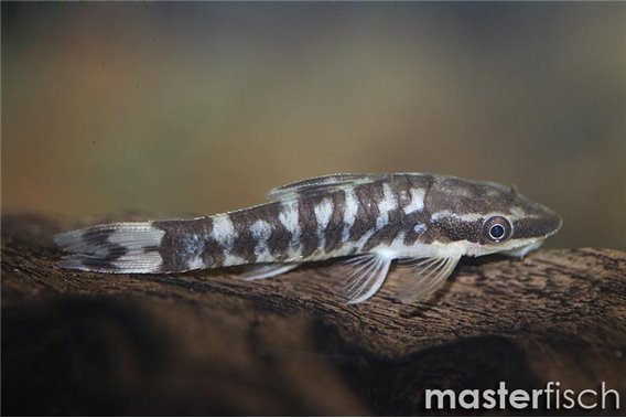 Zebra oto
