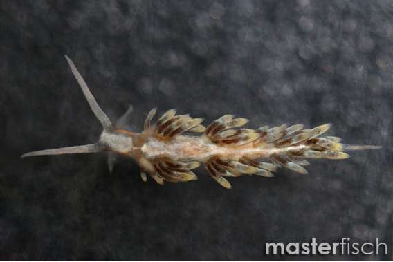 Berghia Nudibranches (bred)