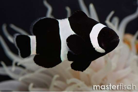Black Ocellaris full black (bred)