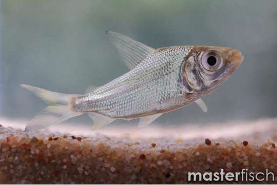 Silver prochilodus