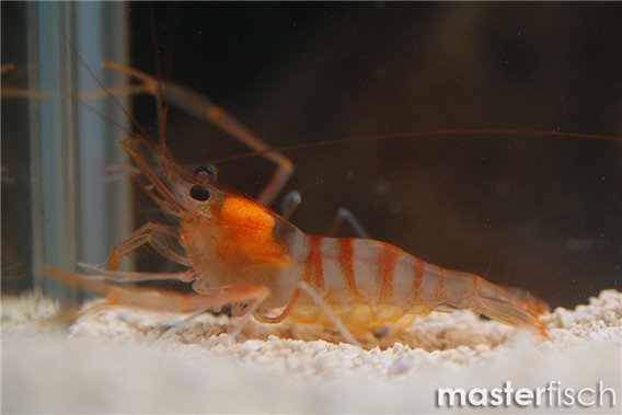 Two Claw Shrimp