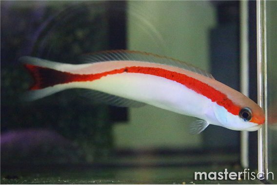 Redback Sand Tilefish