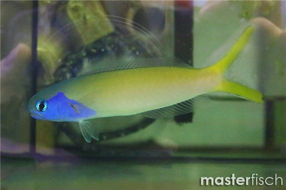 Bluehead Tilefish