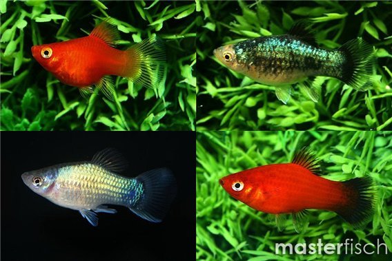 Mix Platy