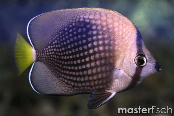 Tahiti butterflyfish