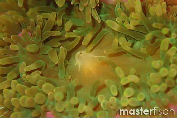 Green bubble anemone
