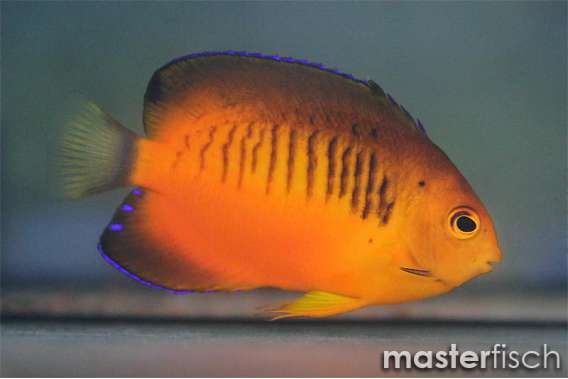 Mango angelfish