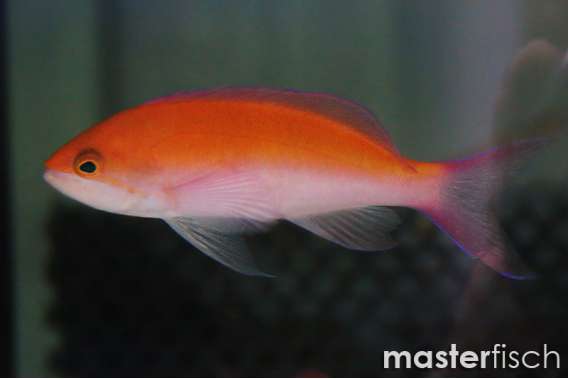 Bicolor Anthias