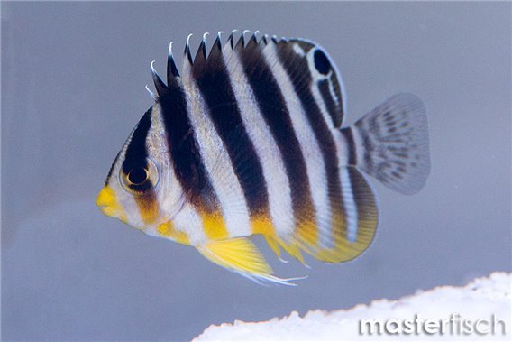 Barred Angelfish (bred)