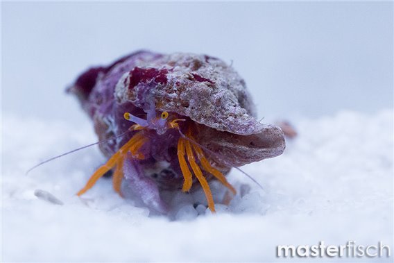 Orange Legged Hermit Crab