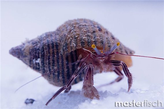 Zebra Red Hermit Crab