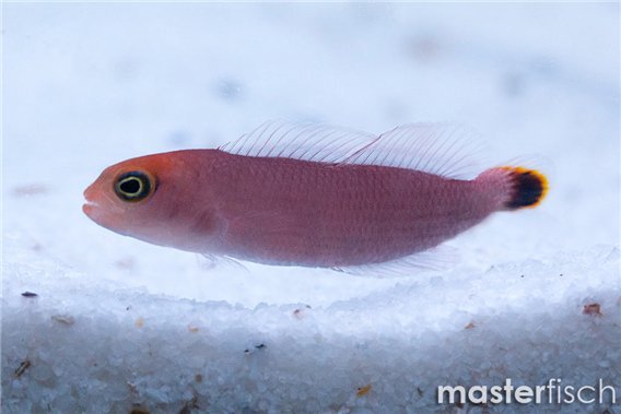 Red Elongated Dottyback (bred)