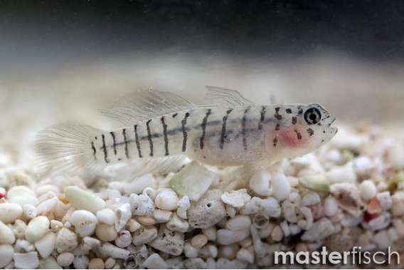 Tiger goby (bred)
