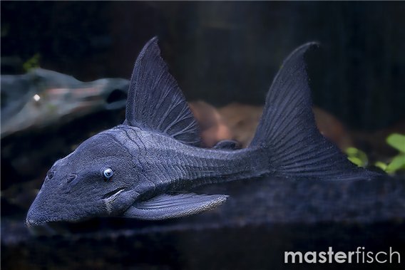 Panaque suttonorum blue eyes pleco 16-22 cm