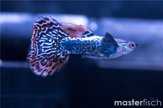 Guppy Elephant ear Tiger premium