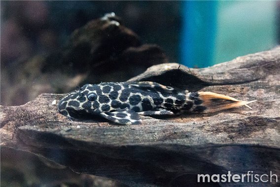 Leopard-Kaktuswels L114