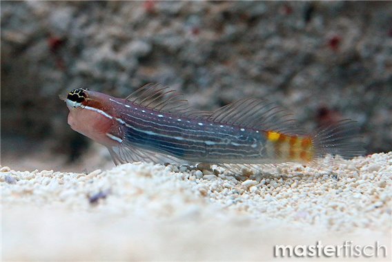 White-lined comb-tooth