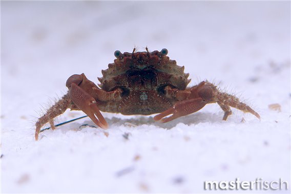 Red-ridged Clinging Crab (algae eater)
