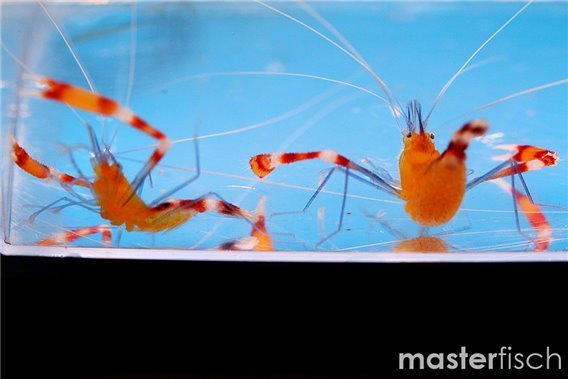 Blue legged boxer shrimp