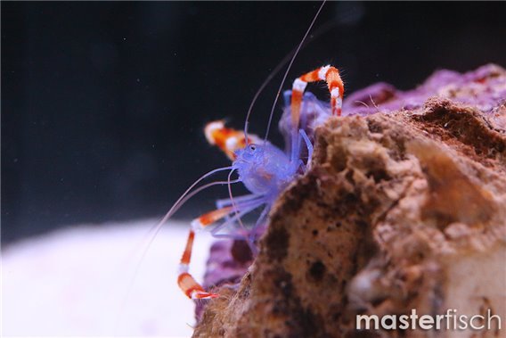 Blue Boxer Shrimp