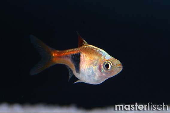 Harlequin Rasbora (Europe)