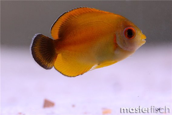 Lemonpeel Angelfish Hybrid (bred)