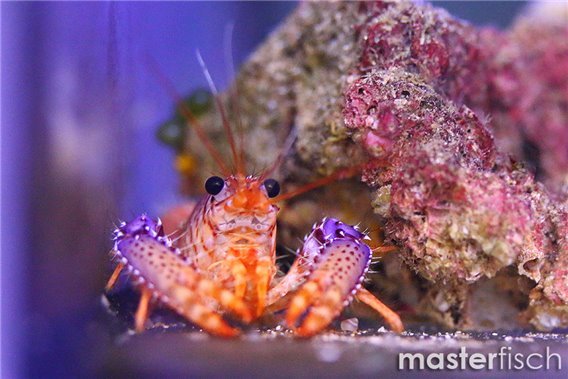 Daum's Reef Lobster