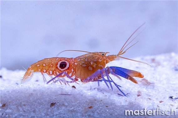 Pistol Shrimp