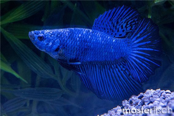 Fighting Fish Halfmoon Dragon HMPK