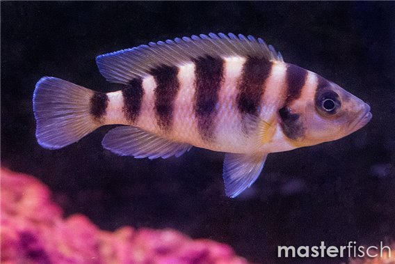 Lamprologus sexfasciatus golden