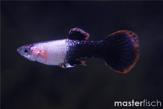 Pink tuxedo guppy