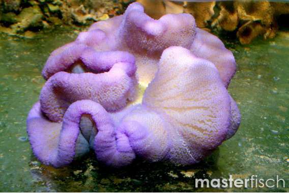 Purple / pink sand carpet anemone