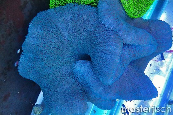 Blue sand carpet anemone
