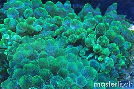 Green bubble anemone premium