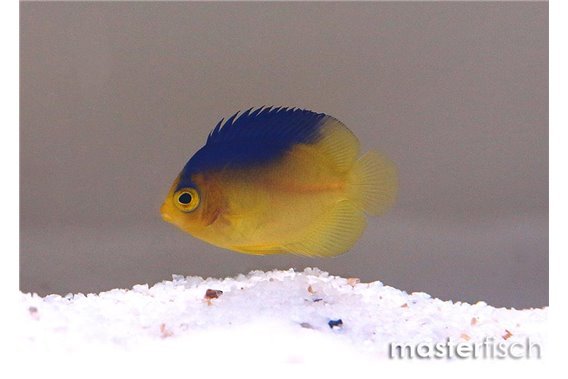 Cocos-Keeling angelfish (bred)