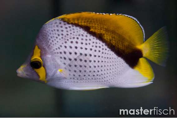 Marquesas butterflyfish