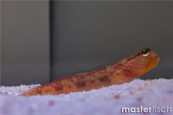 Lagoon Shrimpgoby
