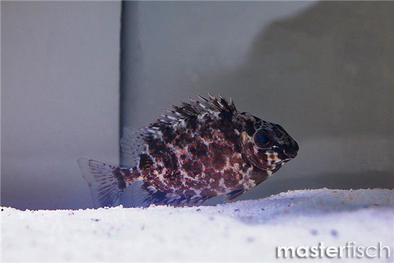 Goldlined Spinefoot