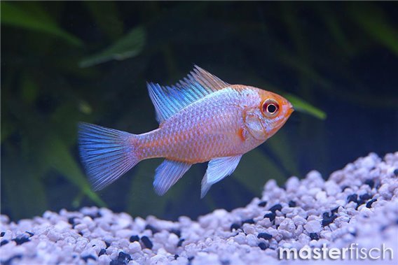 Electric Blue Ram Red Head