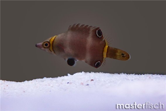 Blackspot Pigmy Wrasse