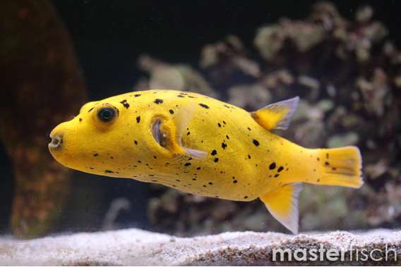 Africa Puffer